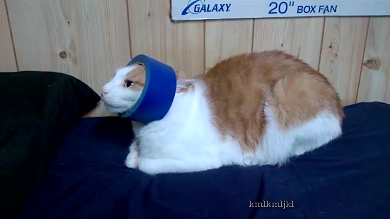 cat cat cat cat cat fgfgf