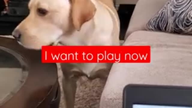 Dog hates it when disturbed during sleeping
