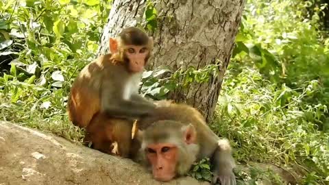 Funny and Cute Monkey Videos Monkey Videos Monkey cooking video Ramesh21