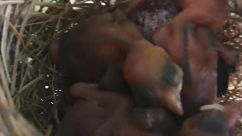 Amazing Birds In Nest Crying- In My Garden