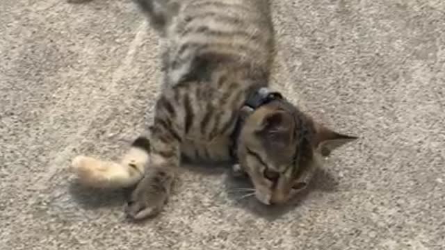 Lovely stray cat
