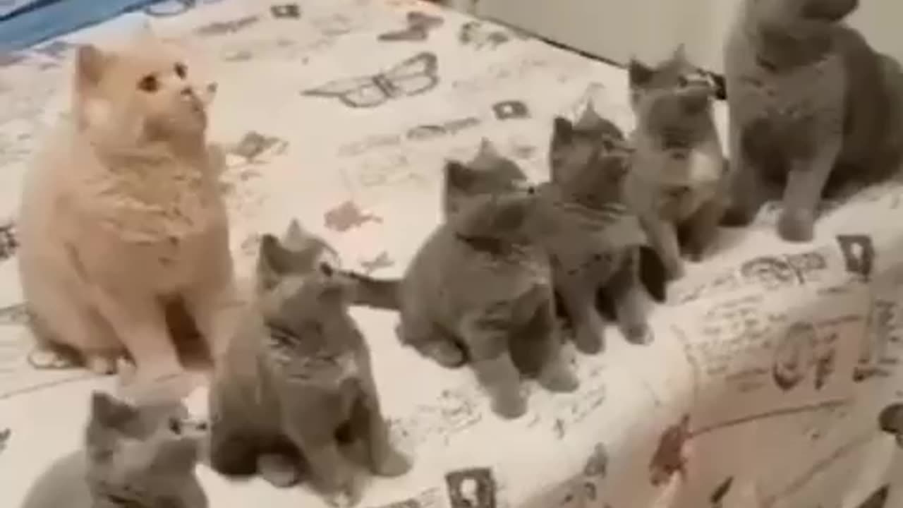 🤣🤣 Laughing Out Loud with Animals 🐶🐱🐰🐦🐸 #29