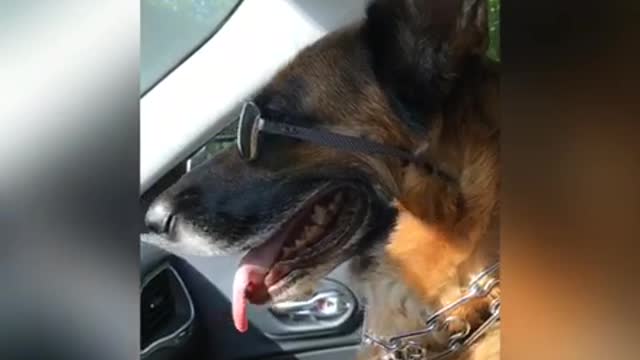 German Shepherd wearing sunglasses and taken for a ride