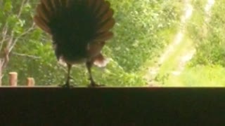 barn chicken chatting away