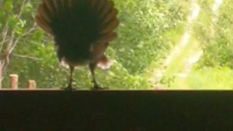 barn chicken chatting away
