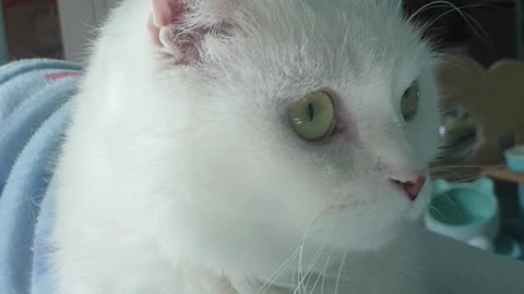 a cat with beautiful eyes.5