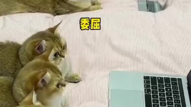 Funny Dog and Cat Video Will & Make You Laugh Out Loud ？#9