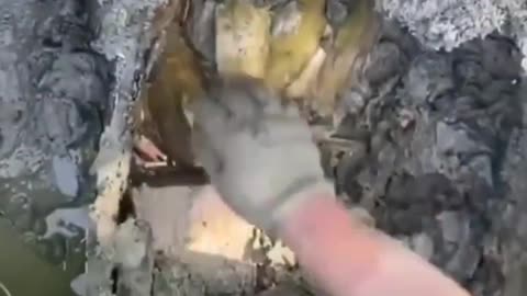 This is a beautiful and charming water-dwelling species