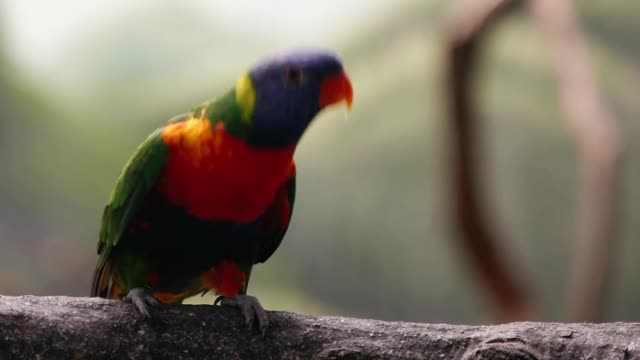 Parrots Perched on Tree Branch