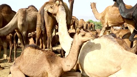Amazing Camel in The Desert - AnimalHero