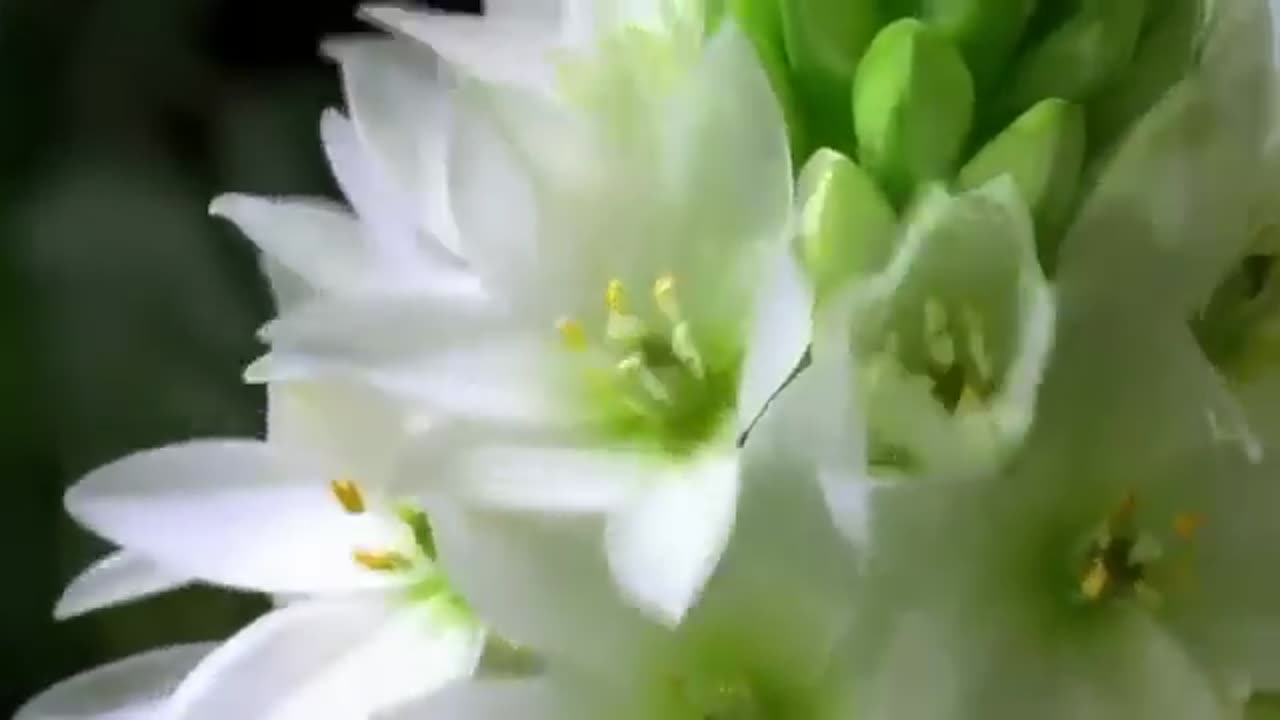 Beautiful Flower / Nature Whatsapp Status Video 💕💕