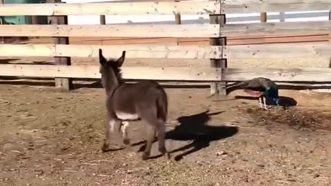 Funny animal video