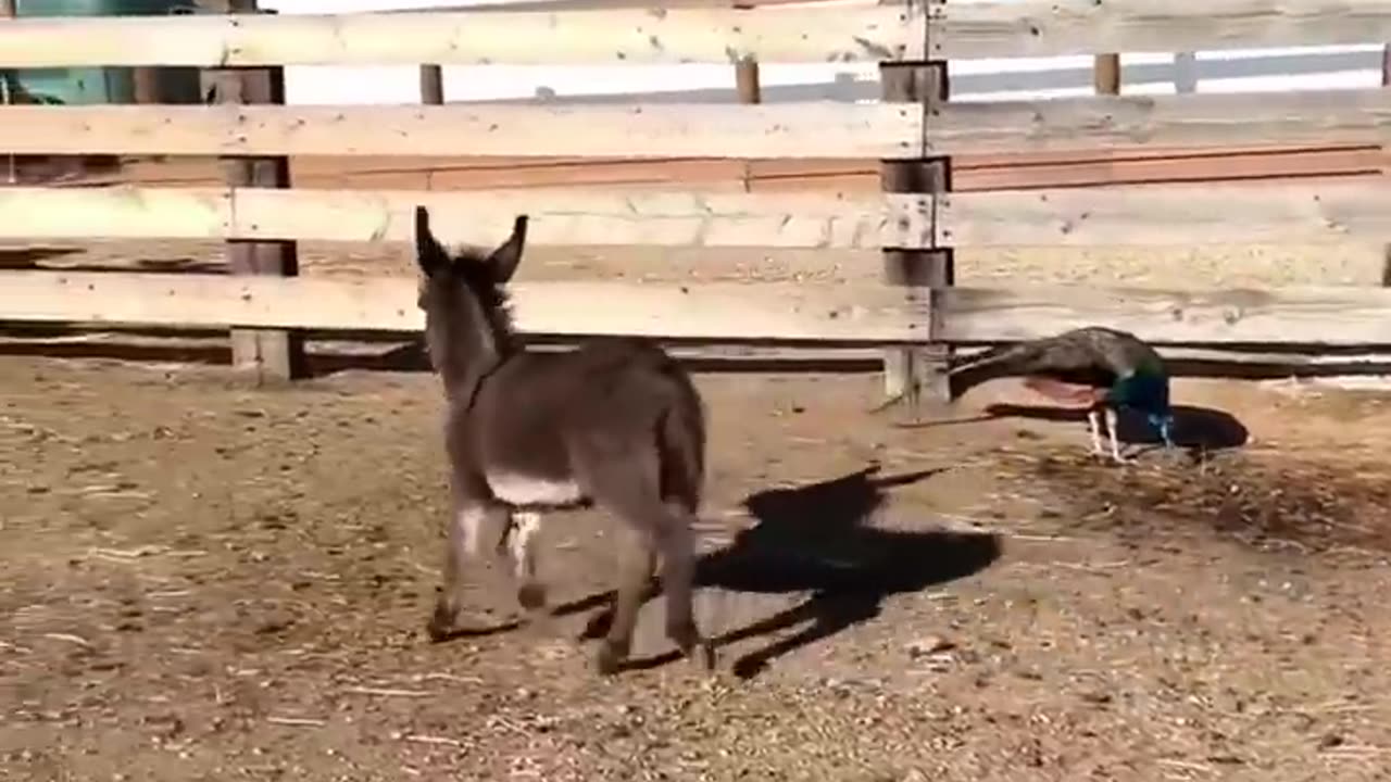 Funny animal video