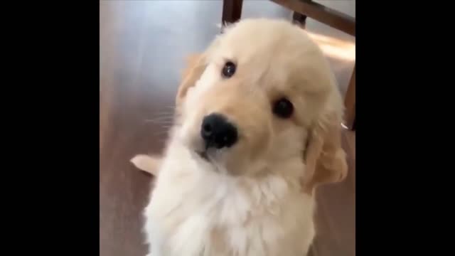 cute and funny dog videos