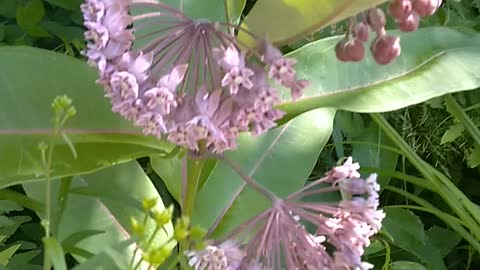 Milkweed