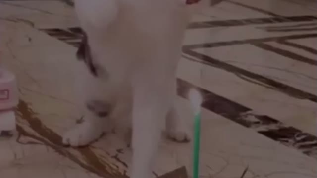 Cat funny cute *short