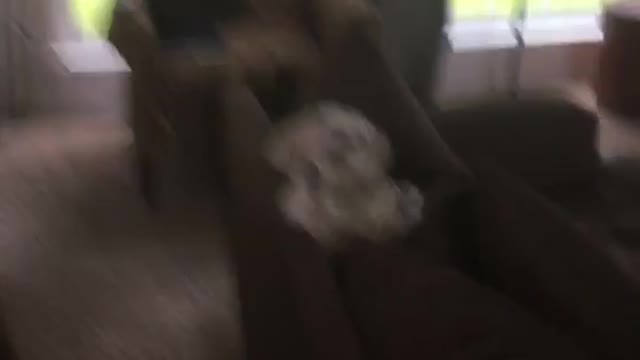 White dog chills between couch cushions