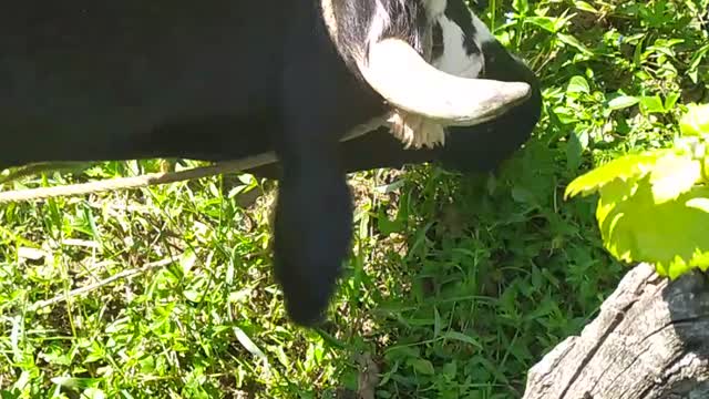 My cow
