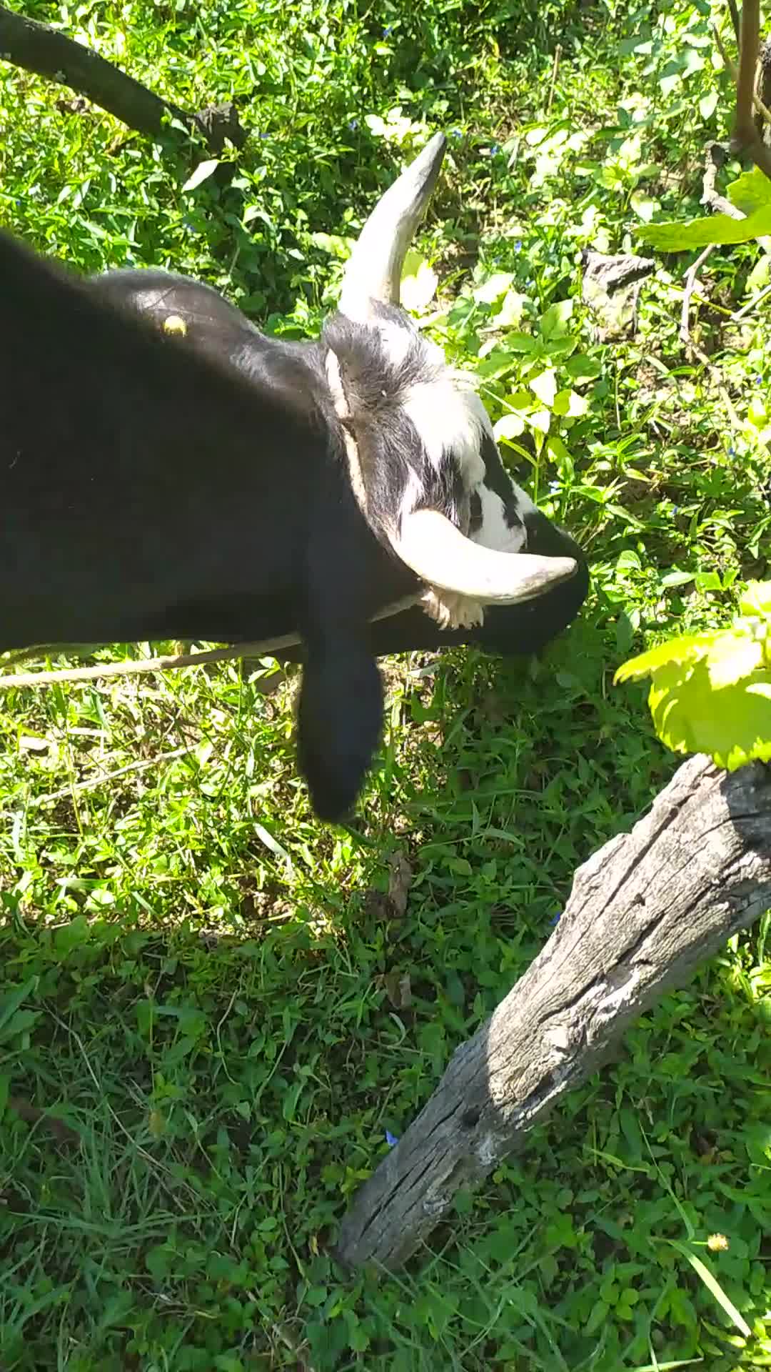 My cow