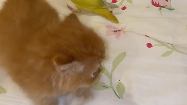 Parrot annoys cat🐈🐥