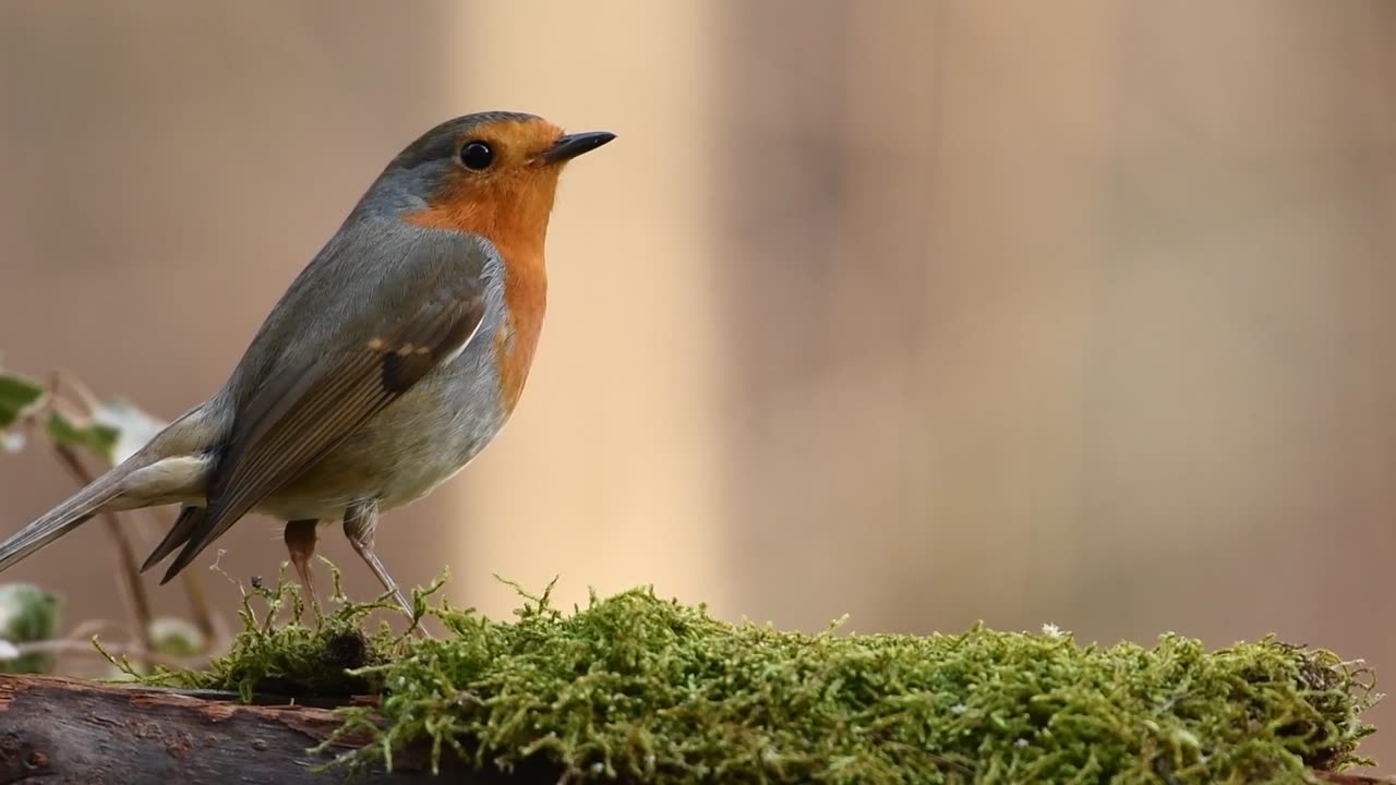 Robin bird forest