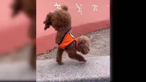 # ,, Funny videos in dog puppies ,, #