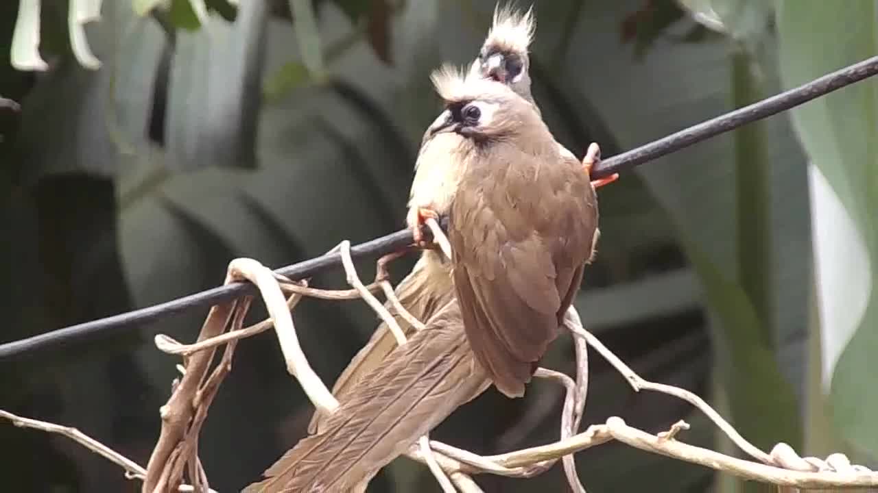 পাখি animols video