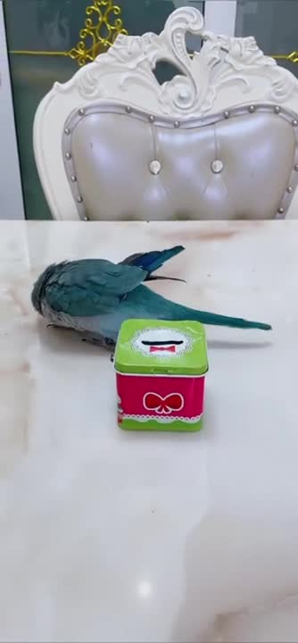 Cute Parrot Best Funny Video