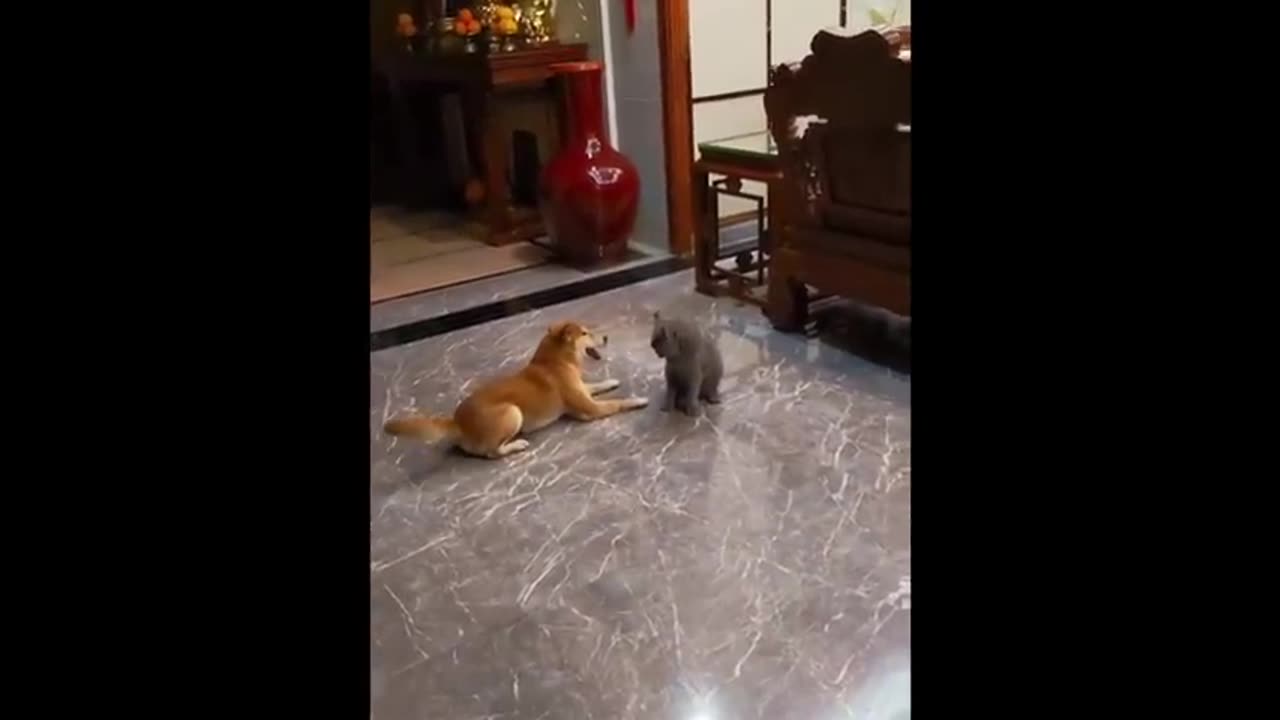 New Funny Animals 😂 Funniest Cats and Dogs Videos 😺🐶