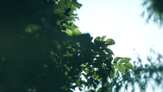 Upshot the leaves in the backlight