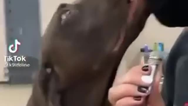 Smart Dog!