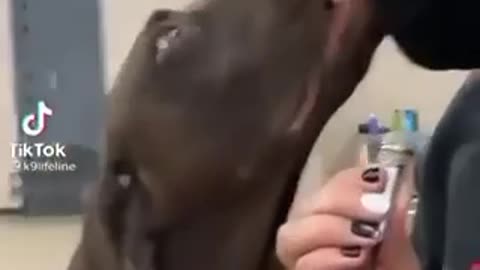 Smart Dog!