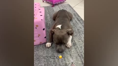 Dogs Eat Dragon Fruit - Funny Pet Reaction