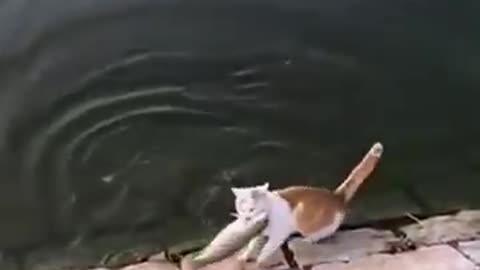 Remarkable Action Of Cat