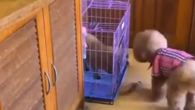 🐩Puppy Care🐩 - #SmartDogVideo | #FunnyDogVideo | #CutePuppyVideos