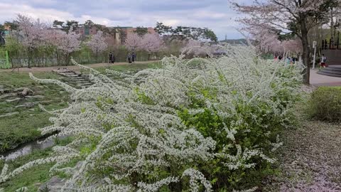 Flowers, jo-pop, forsythia, Cherry Blossom