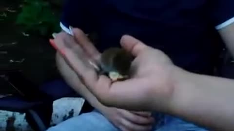 LITTLE MOUSE