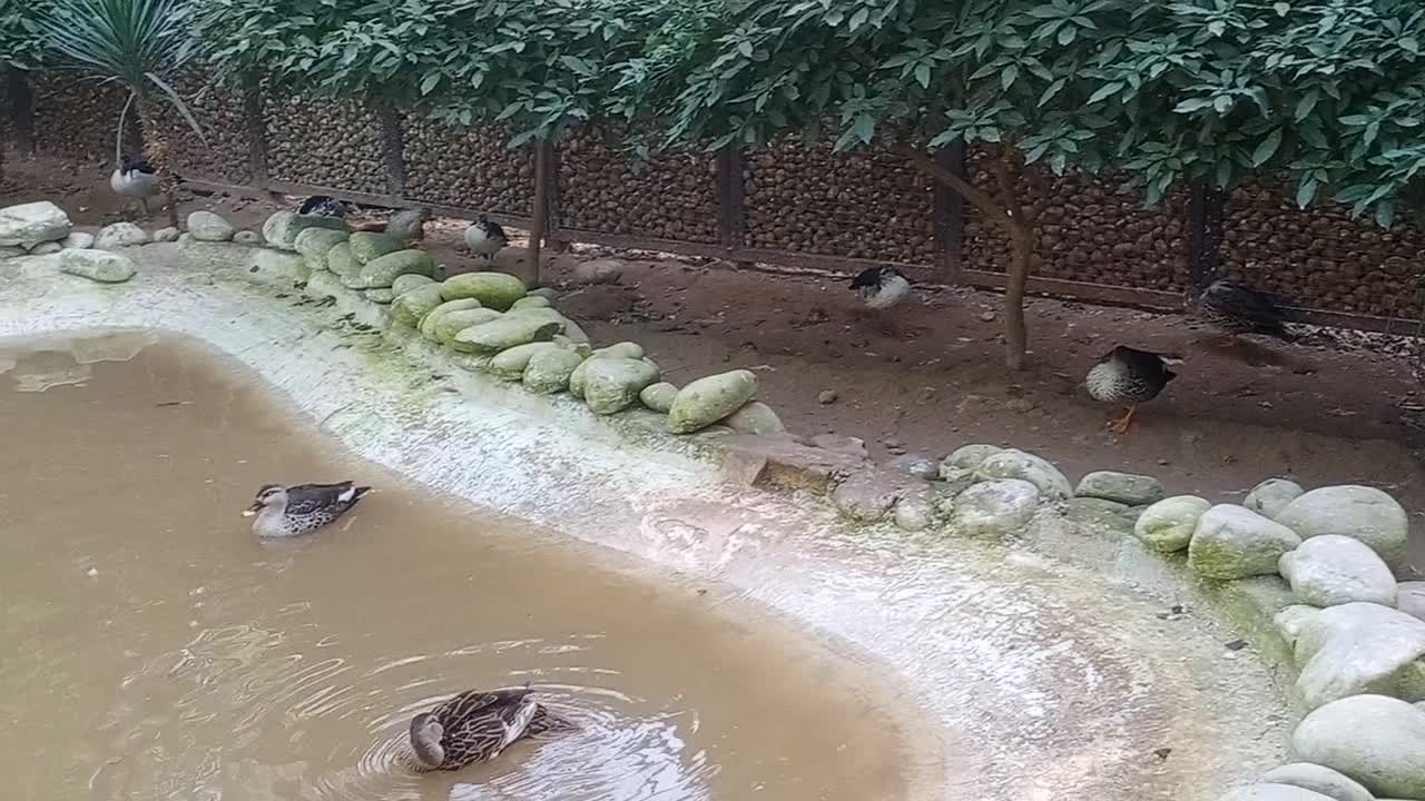 Amazing Ducks