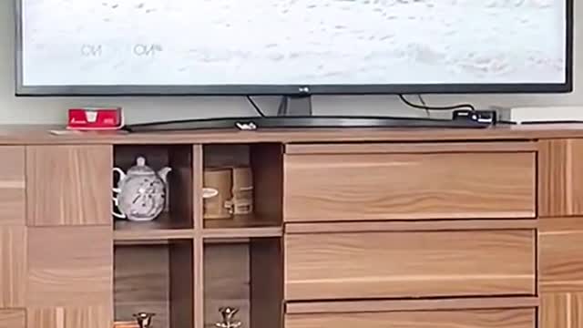 Funny cat