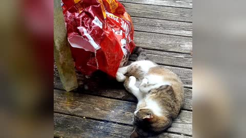 Life Of A Kitty