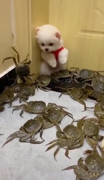 cute dog scared of being beaten by crabs