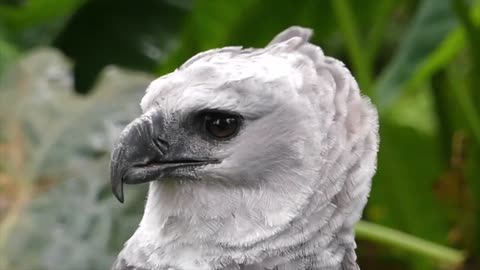 Brazilian Giant Harpy Eagle - The most beautiful and imposing prey bird in the wolrd