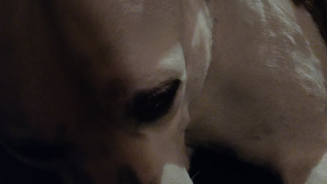 Just a dog. Nothing political.