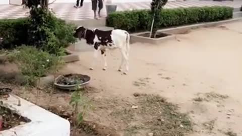 Funny video of calf and baby _ Funny animal video cow baby calf playing with kid and #funny #cow