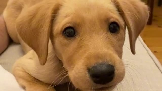 Dog video