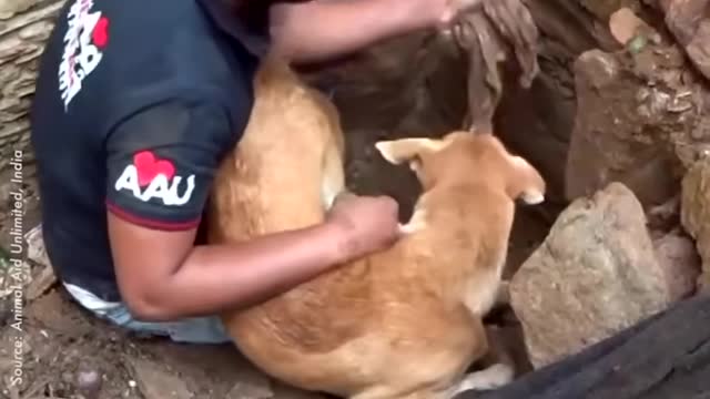 Mother dog helps rescuers dig for her buried puppies.