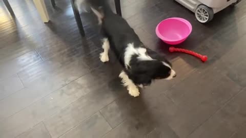 Cute Cavalier responds perfectly to mom's question, very funny to watch