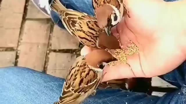 Beautiful Sparrows video