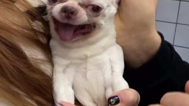 😂 CRAZY LITTLE DOG - I DON'T WANT AN INJECTION!!! #Shorts 😂