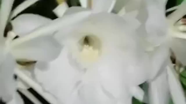 The white flowers are so clean